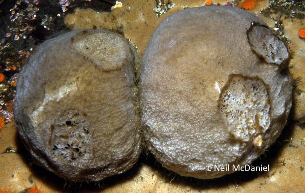 Photo of Craniella villosa by <a href="http://www.seastarsofthepacificnorthwest.info/">Neil McDaniel</a>